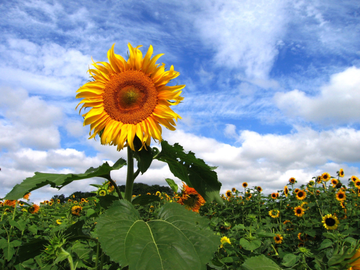 Sweet-Berry-Farm-August-16-2005
