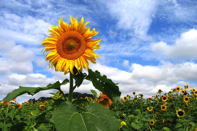 ailt-join-the-landtrust-mobile