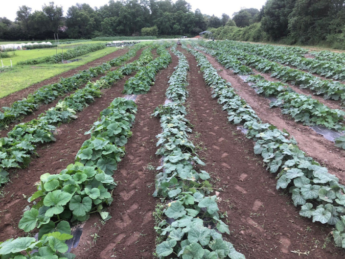 aquidneck island gardens