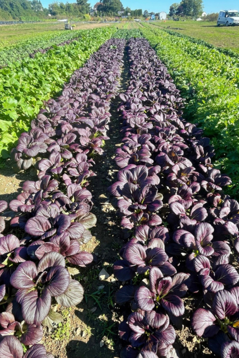 ailt-land-projects-02