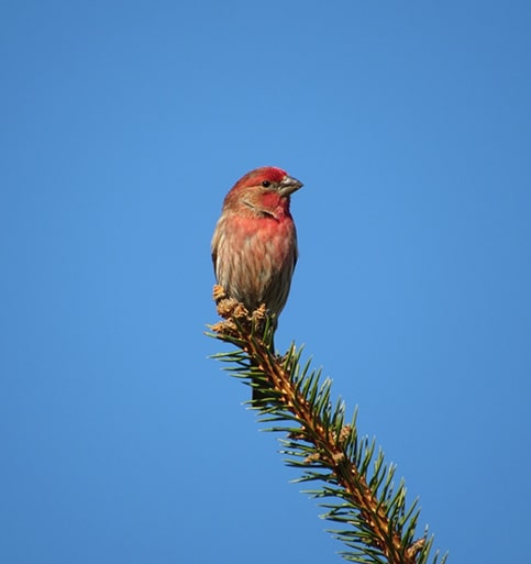 donate-image-1 donate