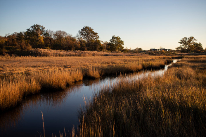oakland-forest-meadow