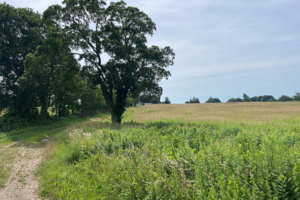 paquins-lane-farmland-02