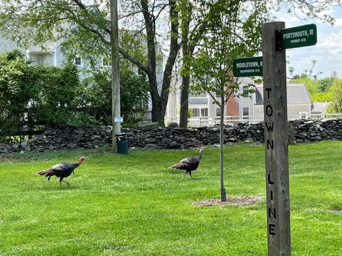 town line turkeys