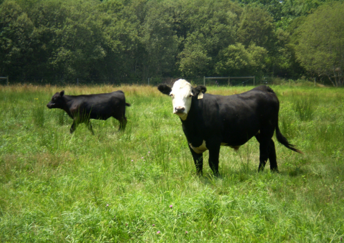 Fiesta-Verde-2007-Boards