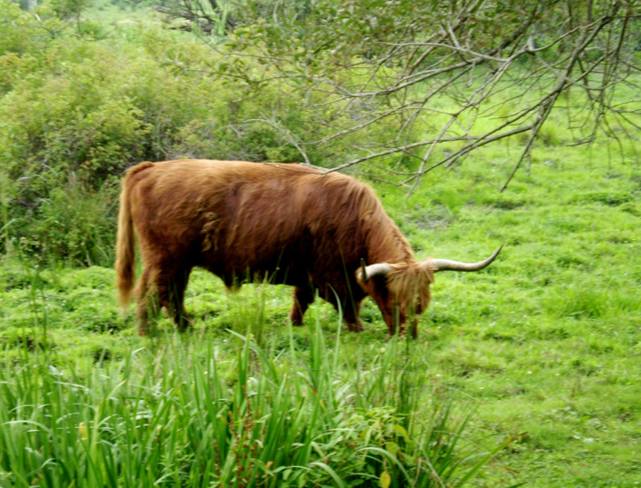 Fiesta-Verde-2007-Boards-301