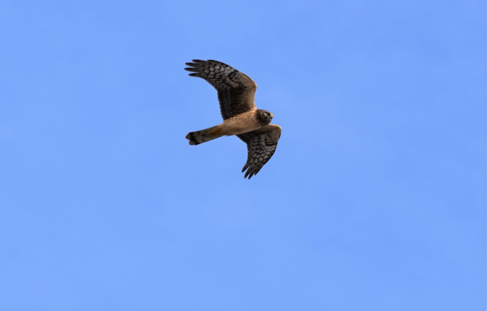 Northern-Harrier-Audrey-Royer