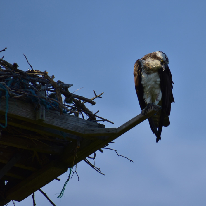 Town-Pond-Osprey-3