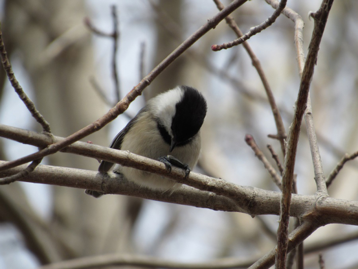 black-capped-chickadee