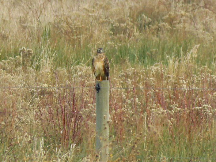 northern-harrier-sakonnet-greenway-trail-Sue-Collins