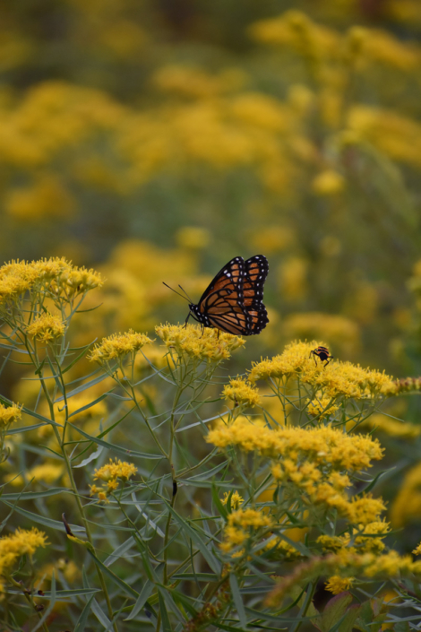 oakland-monarch-Royer