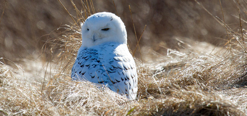 our-work-habitat-wildlife