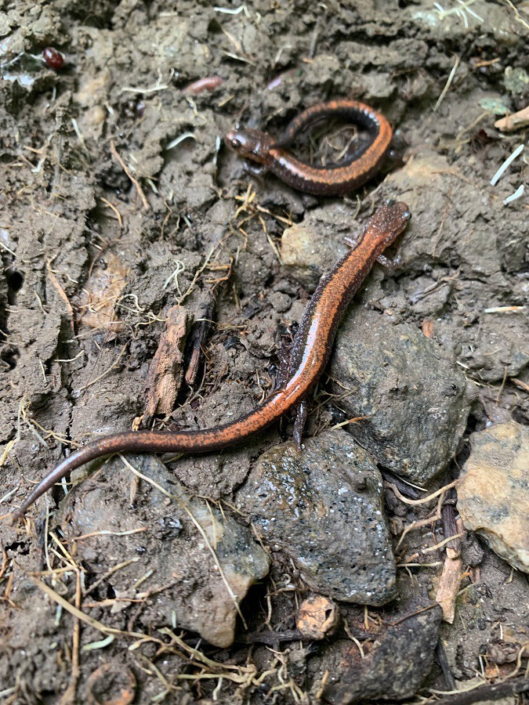 red-backed-salamander