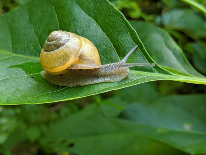 snail