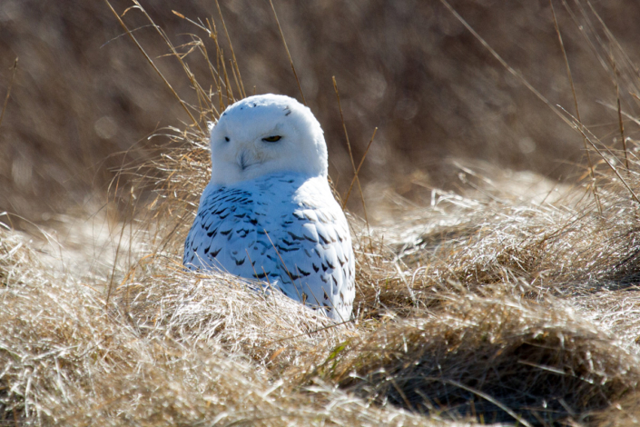 snow owl