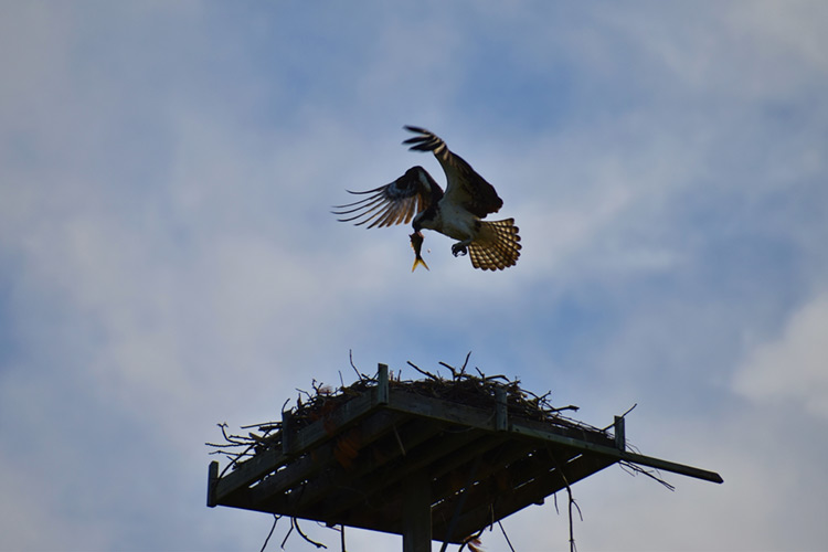 town-pond-osprey-mobile
