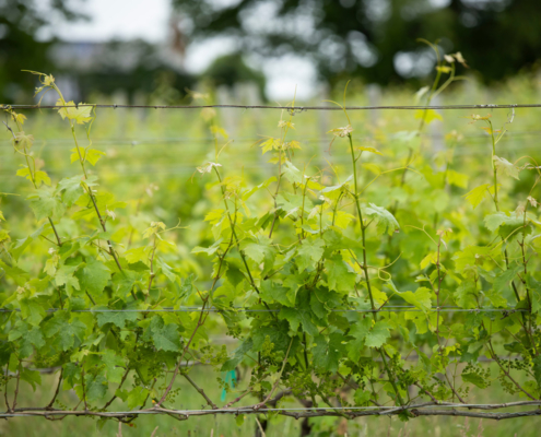 ailt-2025-annual-report-land-protection-03