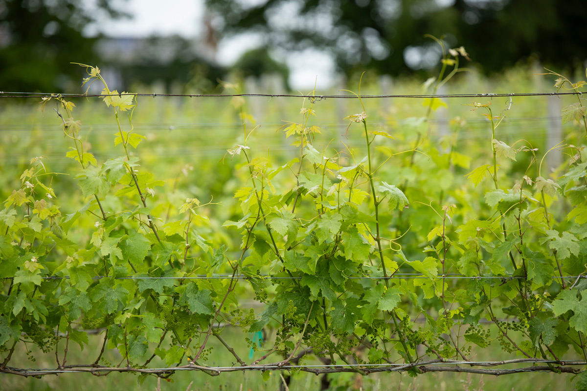 ailt-2025-annual-report-land-protection-03